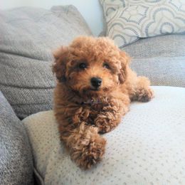 Poodle Puppies from Scenic Hills Kennels