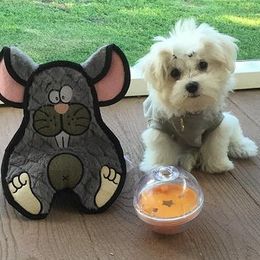 Maltese from Lil Lap Warmers