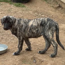 Miss Yellow - Brindle female Anatolian Shepherd Dog puppy in Ozark, Missouri from Swan Falls Farm