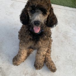 Poodle Puppies from Heartland Poodles and Doodles