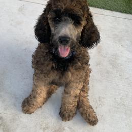 Poodle Puppies from Heartland Poodles and Doodles