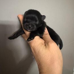 Black and White male puppy 1 - Black male Pomeranian puppy in Modesto, California from SelfiePoms
