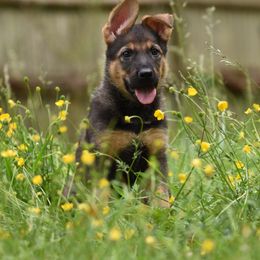 German Shepherd Puppies from Patriot Shepherds