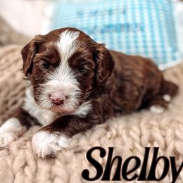 Shelby - Chocolate female Australian Labradoodle puppy in Decatur, Alabama from Southern Meadows Doodles