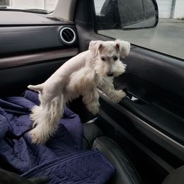 Pinky - Miniature Schnauzer