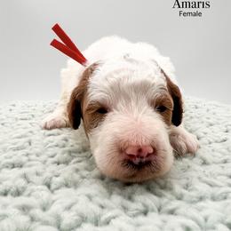 Amaris - Parti female Goldendoodle puppy in Sunman, Indiana from Brunsman Country Doodles LLC