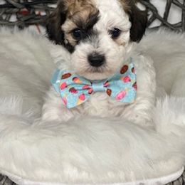 Boy 2 - Parti male Poodle puppy in Pawtucket, Rhode Island from Ds_minidoodles