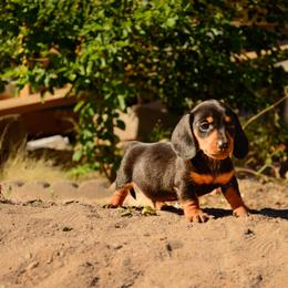 Duke - Black and tan male Dachshund puppy in Surprise, Arizona from Molina Family Farms