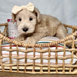 Coral - Wheaten female Miniature Schnauzer puppy in Huntington, Utah from Schnauzers on Robinson Lane