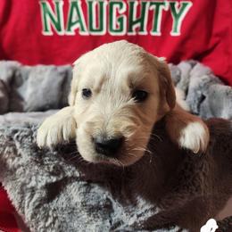 White - Golden female Golden Retriever puppy in Lucasville, Ohio from Halo Kennels