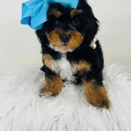 Jazz - Poodle