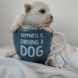 Companion Cross, Mal-Shi, Maltese, Maltipoo, Morkie, and Shih Tzu Puppies from Seeking Shalom Acres Maltese, Maltipoos & Havamalts