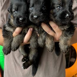 Boy 4 - Black and red male German Shepherd puppy in Mount Vernon, Missouri from German Haus German Shepherds LLC
