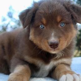 Australian Shepherd Puppies from Hillside Aussies