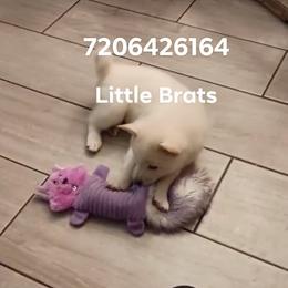 Frost - Cream male Shiba Inu puppy in Colorado Springs, Colorado from Little Brats