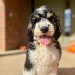 Makenzie - Tri-color male Bernedoodle puppy in Lexington, Ohio from Cairn Ridge Doodles