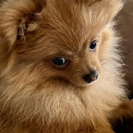 Octavious - Chocolate sable male Pomeranian puppy in Bentonville, Arkansas from Hummingbird & Fox