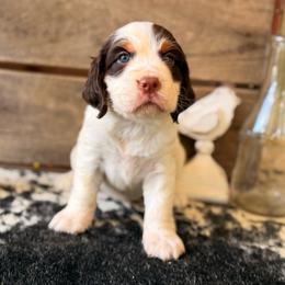 Charlie Brown - Liver white and tan male English Springer Spaniel puppy in Uvalda, Georgia from Willow Creek Farms