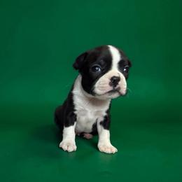 AKC Beryl - Brindle and white male Boston Terrier puppy in Galena, Kansas from RottNBostons