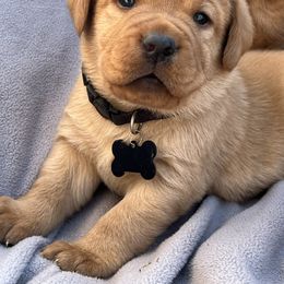 Boy - Black Collar - Yellow male Labrador Retriever puppy in Beaverdam, Virginia from Gold Heart Labradors