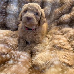 Tesla - Cream female Goldendoodle puppy in Payson, Utah from Country Sky Doodles