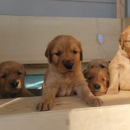 Golden Retrievers from Paisley's Golden Pups