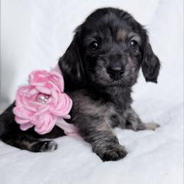 Zoe - Brindle female Dachshund puppy in Richmond, Virginia from Irresistible Dachshunds & Cavaliers
