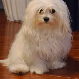 Bella - Maltese