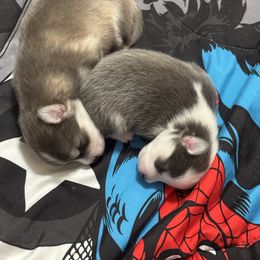 Pomsky Puppies from Royal Pomskies
