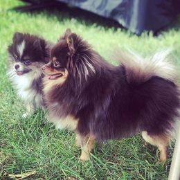 Pomeranians from Dolcebellezza’s Poms