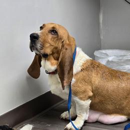 Poppy - Basset Hound