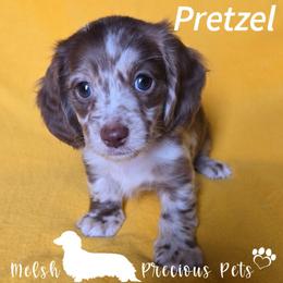 Pretzel - Dapple male Dachshund puppy in Anamosa, Iowa from Melsh Precious Pets