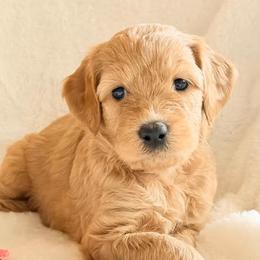 Girl 5 - female Double Doodle puppy in Clarks Hill, South Carolina from Rosie’s Double Doodles