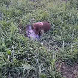 German Shorthaired Pointer Puppies from Silver Creek Short Hairs