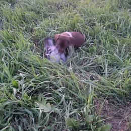 German Shorthaired Pointer Puppies from Silver Creek Short Hairs