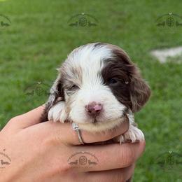 Mr. Red-4800 - Dapple male Dachshund puppy in Ocala/Gainesville, Florida from From the Heart Doxies