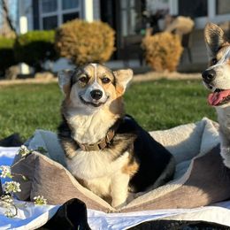 Pembroke Welsh Corgis from Manning Family Farm