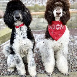 Poodle All Grown Up from Apricity Poodles