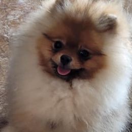 Pomeranians from British Lane