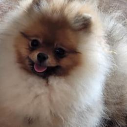 Pomeranians from British Lane