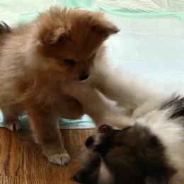 Pomeranian Puppies from Dawn's Pomeranians