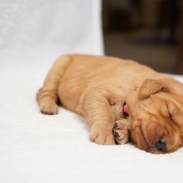 River - Dark golden female Golden Retriever puppy in Holmesville, Ohio from Dixie Goldens