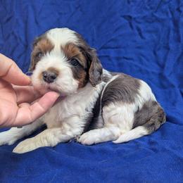Reno-F1 mini - Merle male Cavapoo puppy in Placerville, California from Quartz Mountain Doodles