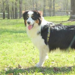 Dallas - Australian Shepherd