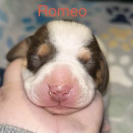 Dachshund Puppies from Dunham Dachshunds