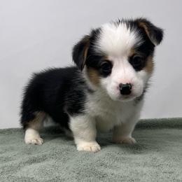 Bandit - Black and tan male Pembroke Welsh Corgi puppy in Waco, Texas from The Comma Corgis