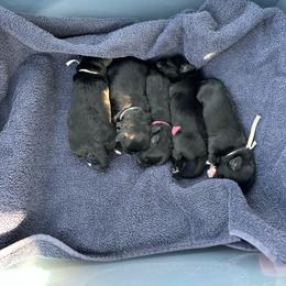 Boy 2 - Black male Miniature Schnauzer puppy in Tacoma, Washington from MSR Mini Schnauzers