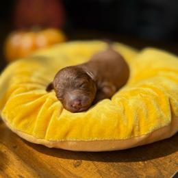 Beetle - Red  male Goldendoodle puppy in Miami, Florida from Milk Drunk Doodles And Poodles