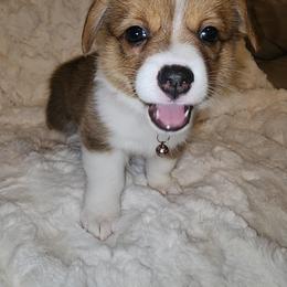 Pembroke Welsh Corgi Puppies from Tiny Titans K9