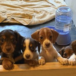 Dachshunds from Pantheon Dachshunds